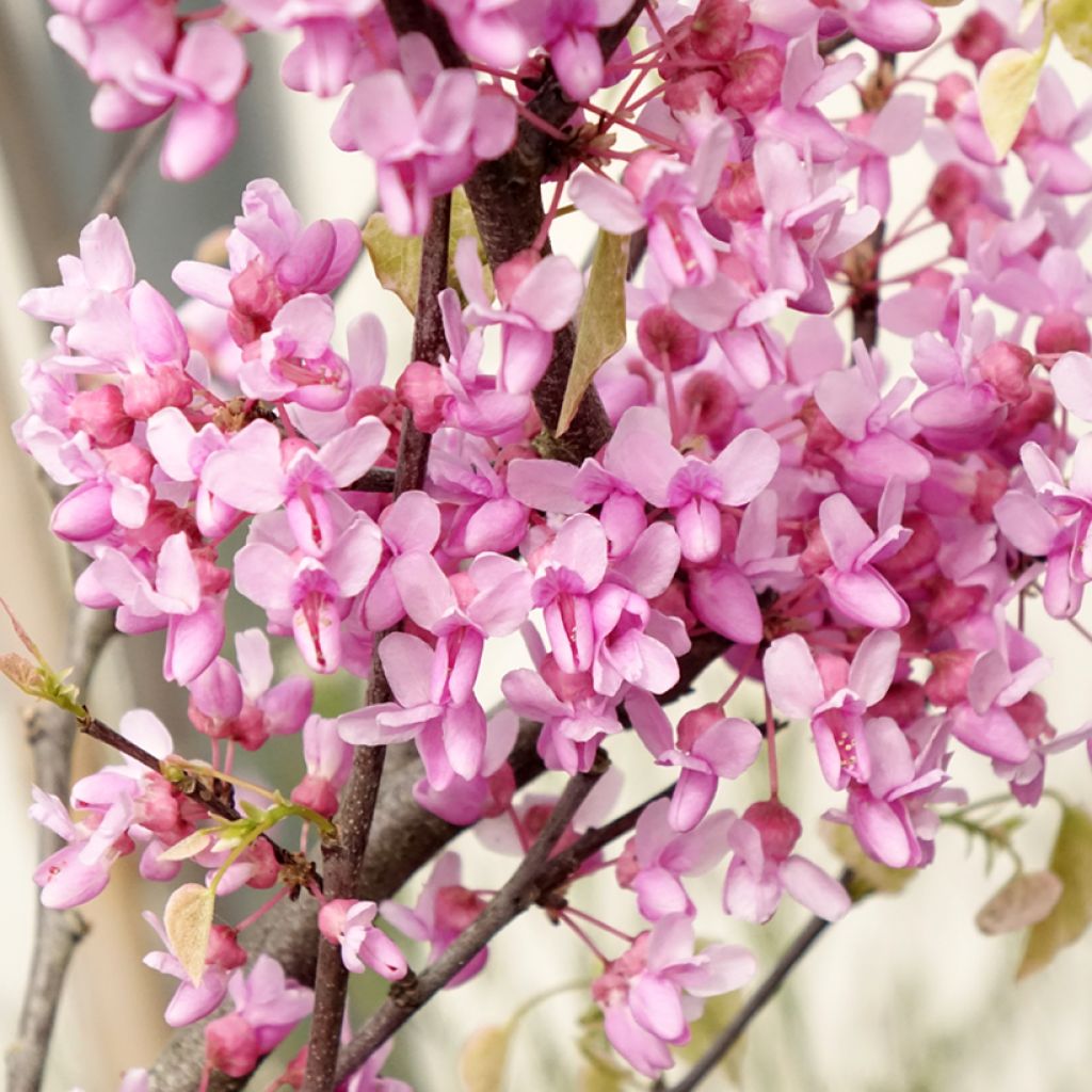 Redbud del este Alley Cat - Cercis canadensis