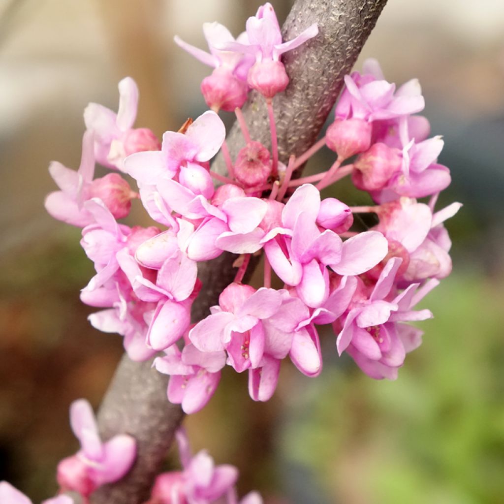 Redbud del este Alley Cat - Cercis canadensis