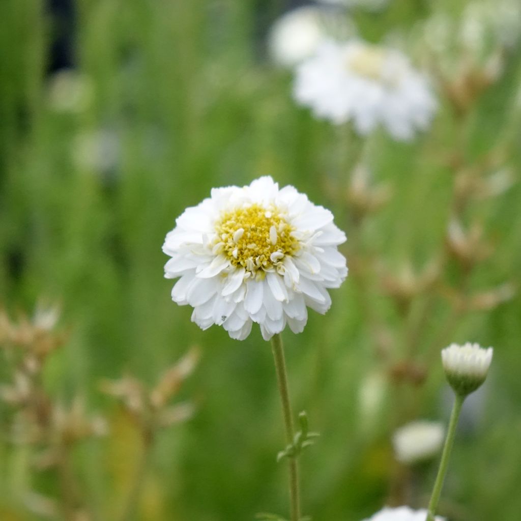 Chamaemelum nobile Flore Pleno - Manzanilla romana
