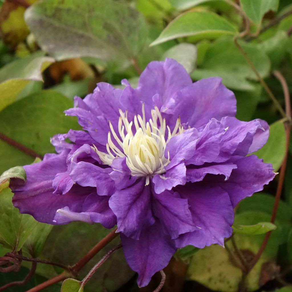 Clematis Kiri Te Kanawa