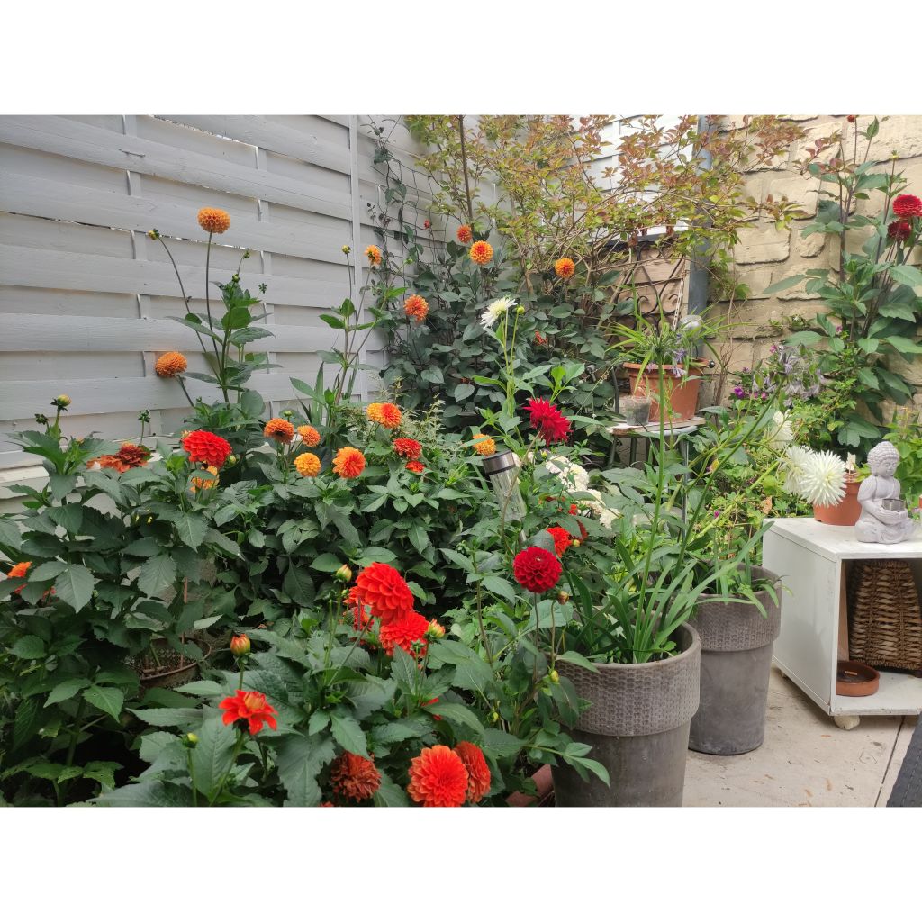 3 dahlias ball collection, warm tones