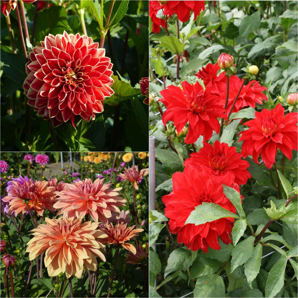 Set of 3 giant decorative dahlias, warm hues