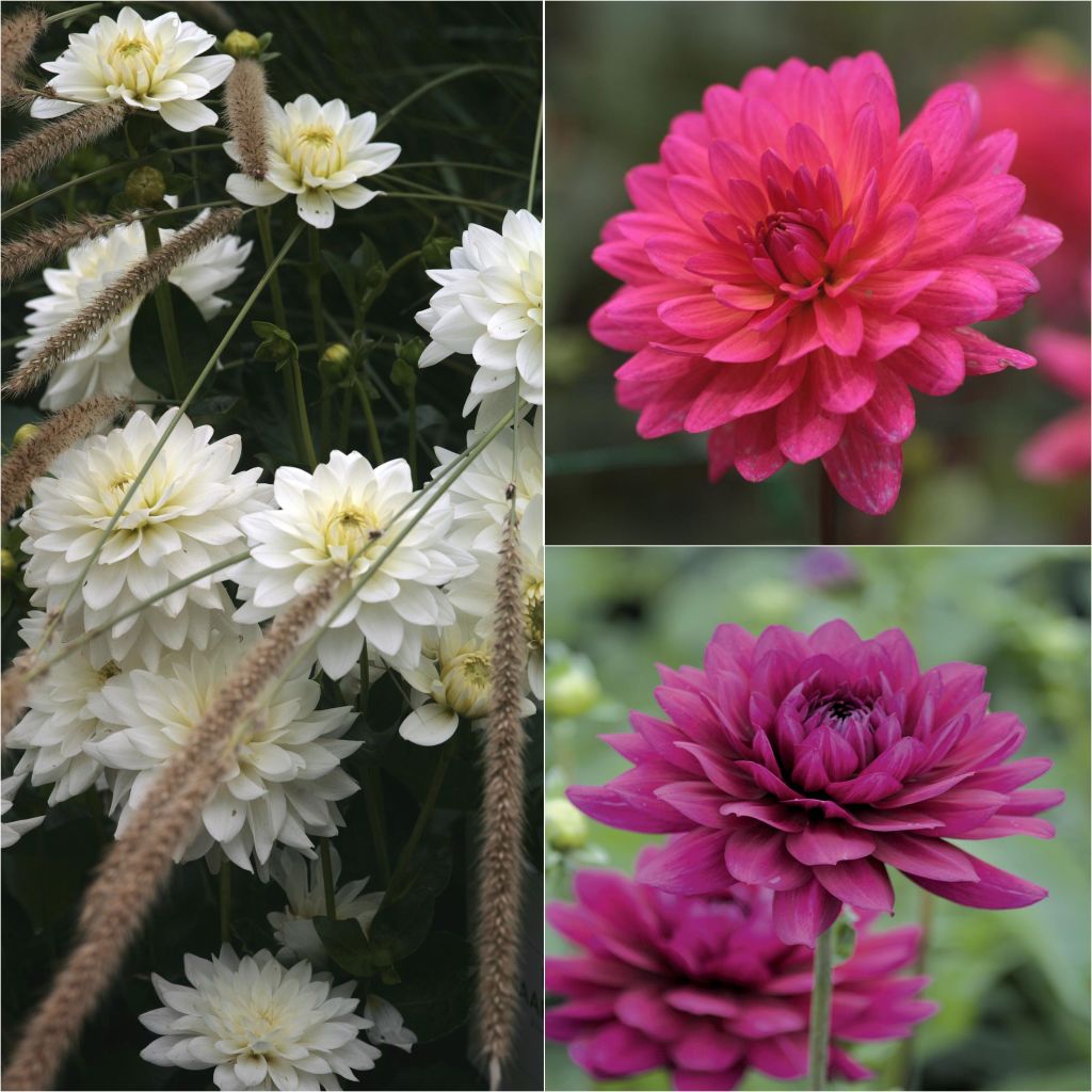 Collection of 3 dahlias for warm tones bouquets