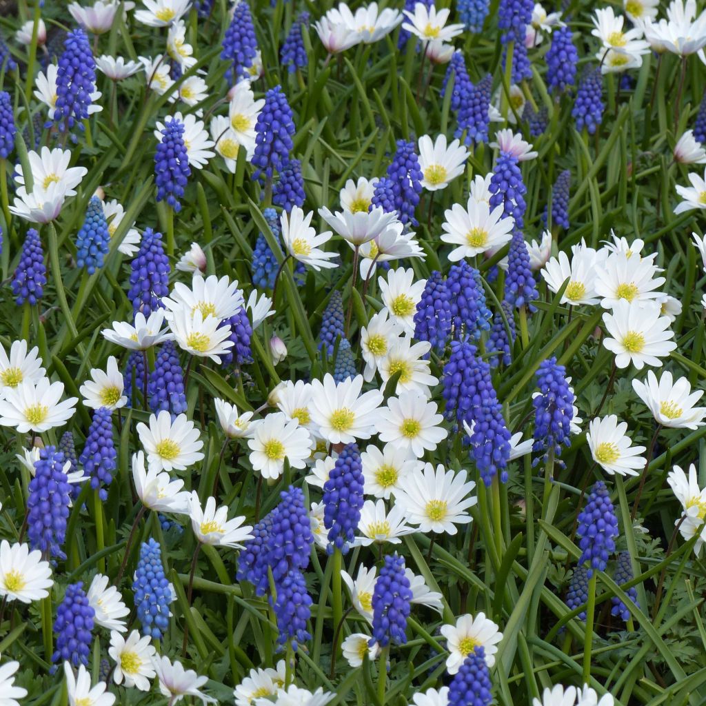 Collección de Pequeños Bulbos de Primavera en Azul y Blanco