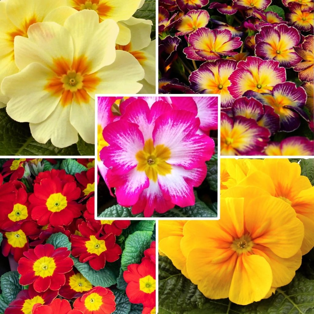 Flor de San José híbrida a precio reducido