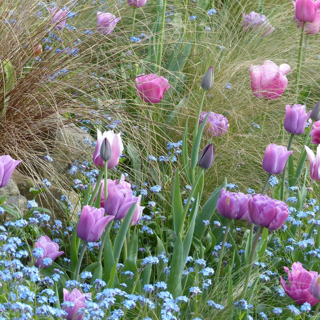 Col Tulipanes Velos de Parma