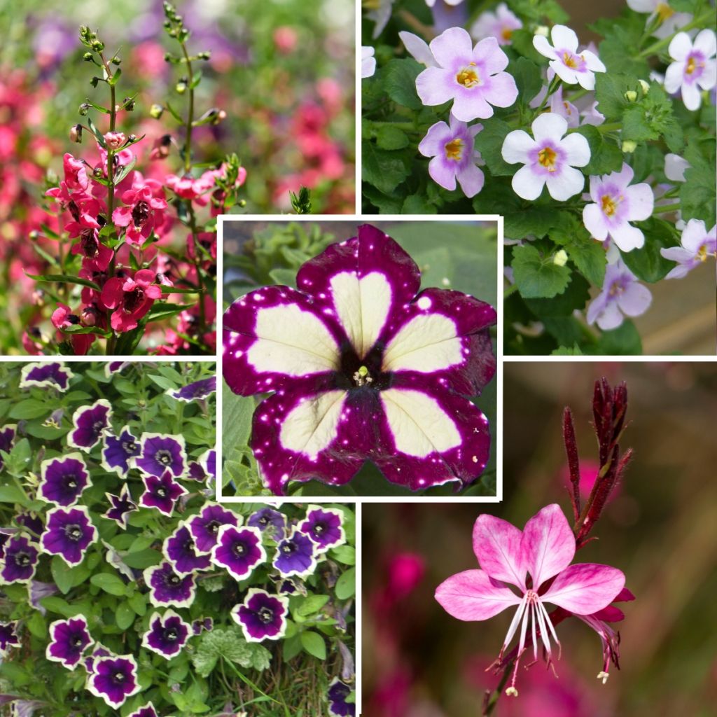 Conjunto de 5 plantas anuales en tonos Viva Magenta