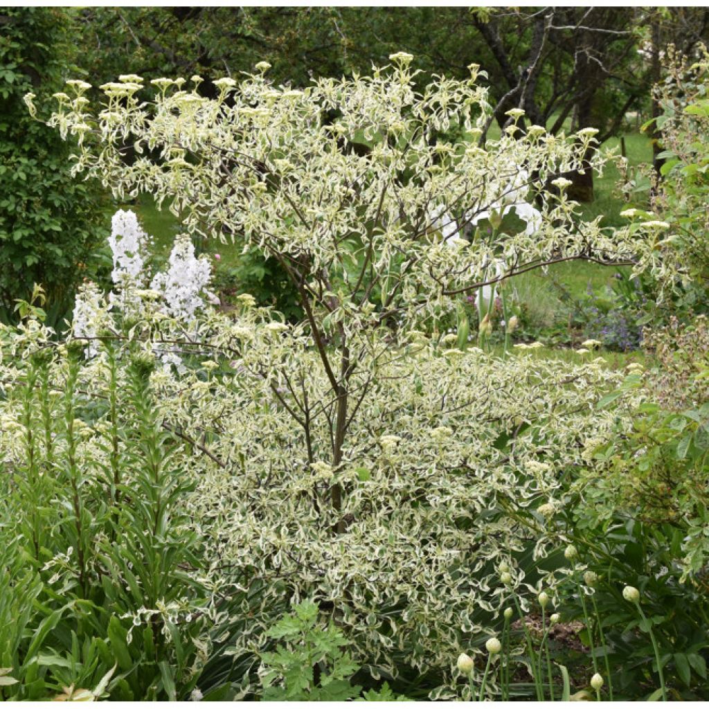 Cornus alternifolia Argentea - Cornejo de hojas alternas