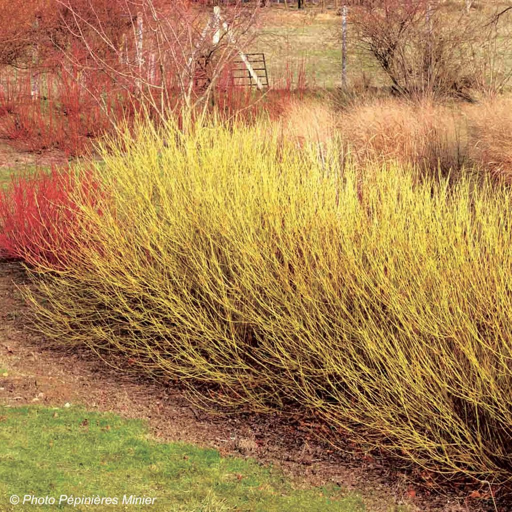 Cornus sericea Flaviramea - Cornejo colorado de arroy