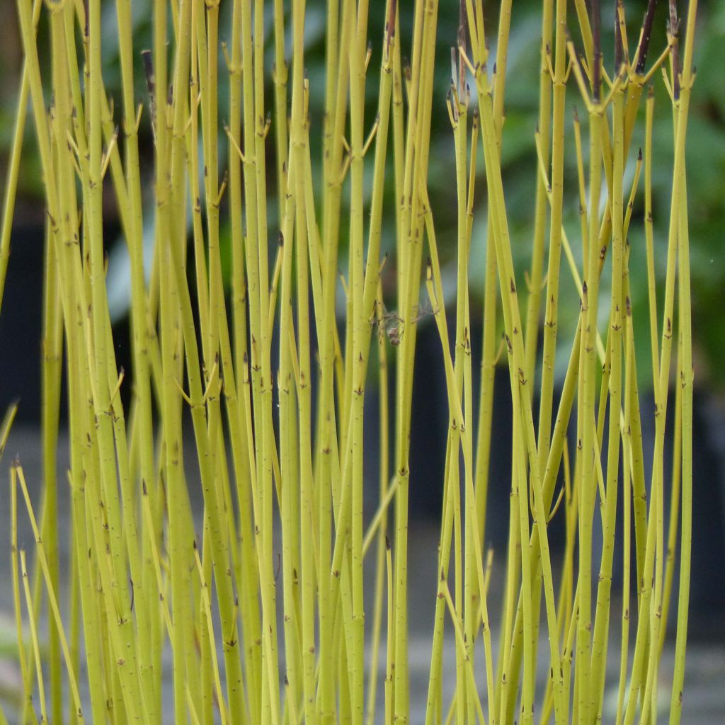 Cornus sericea Flaviramea - Cornejo colorado de arroy