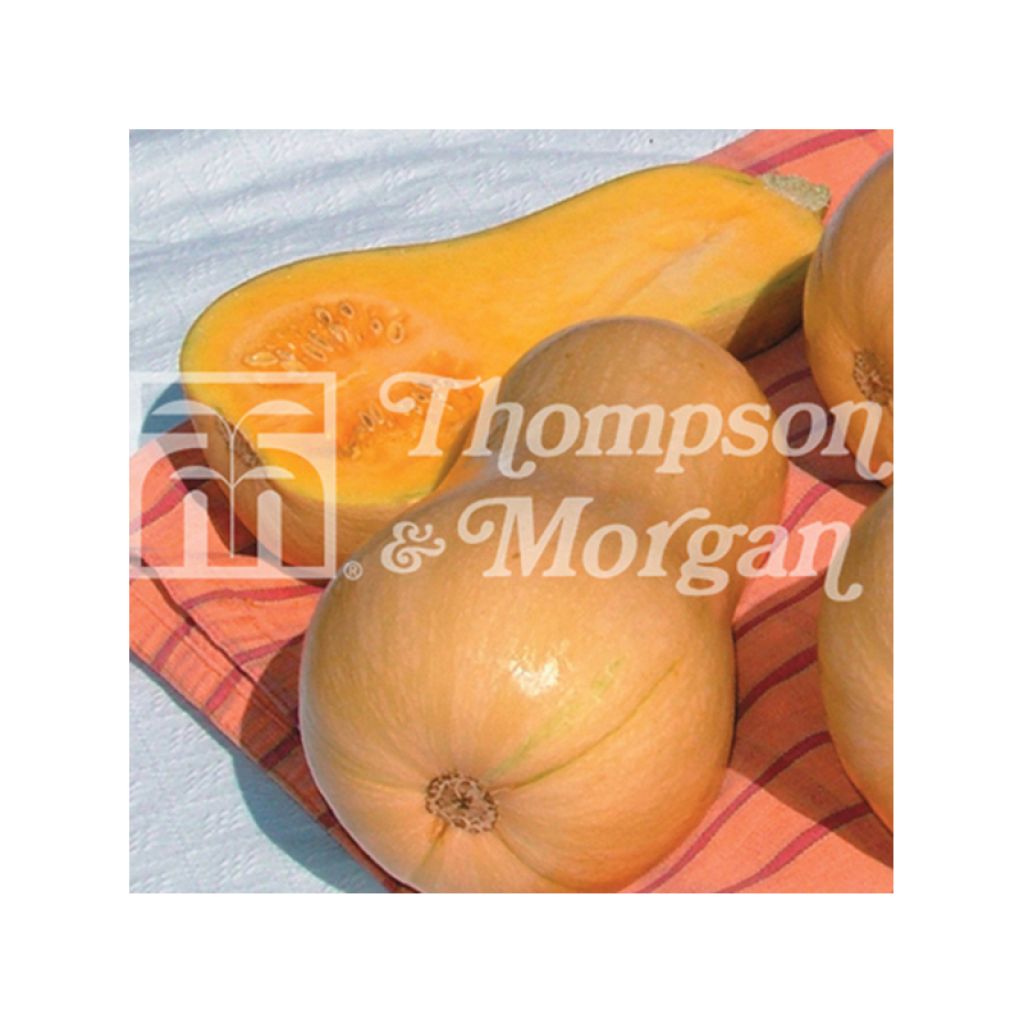 Calabacita amarilla Butternut Harrier F1