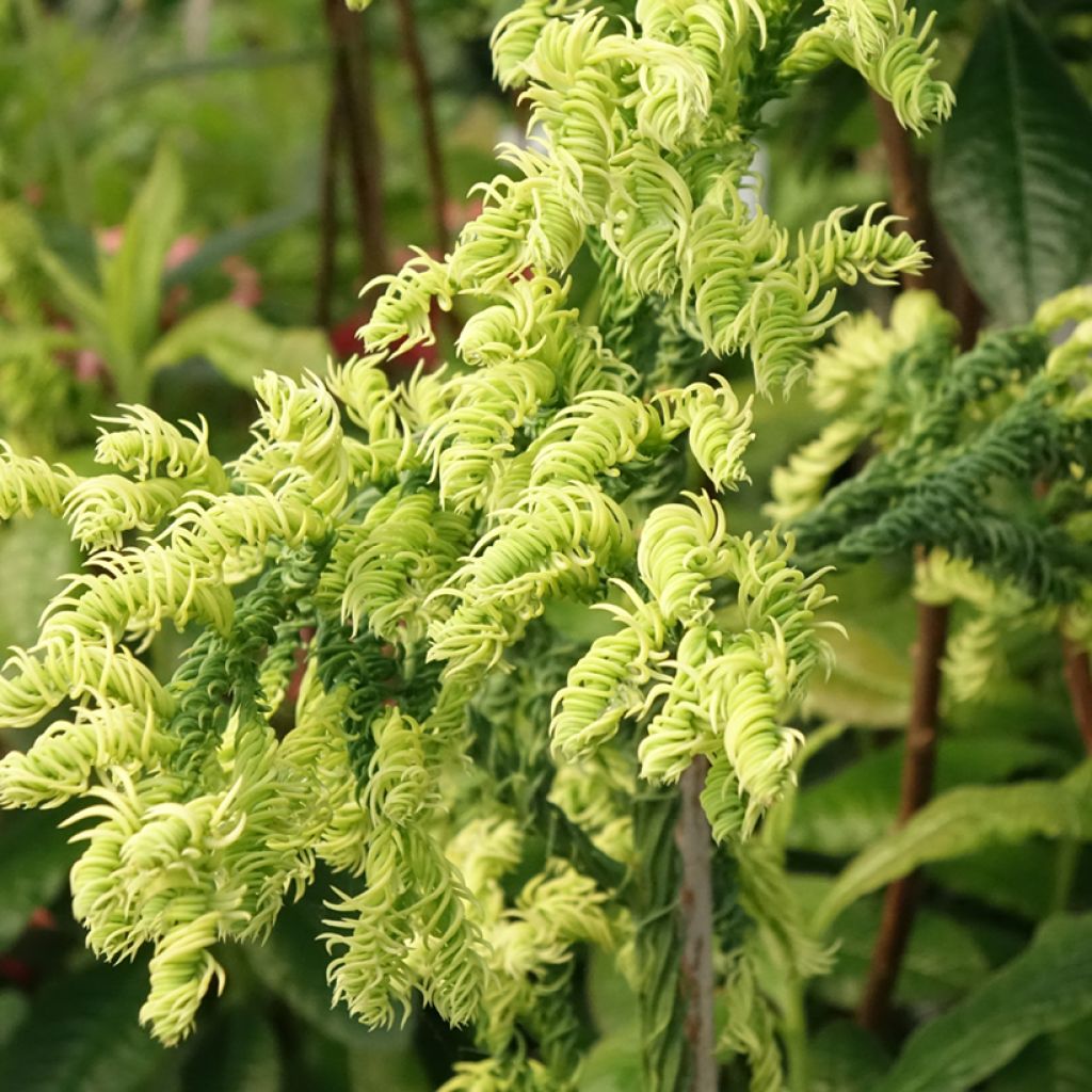 Sugi Kyara Gold - Cryptomeria japonica