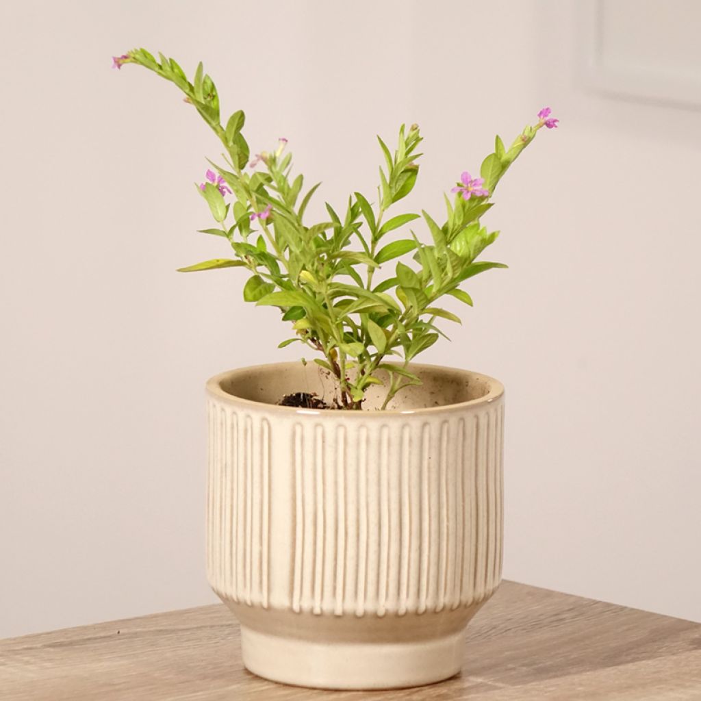 Cuphea hyssopifolia Purple - Cufea
