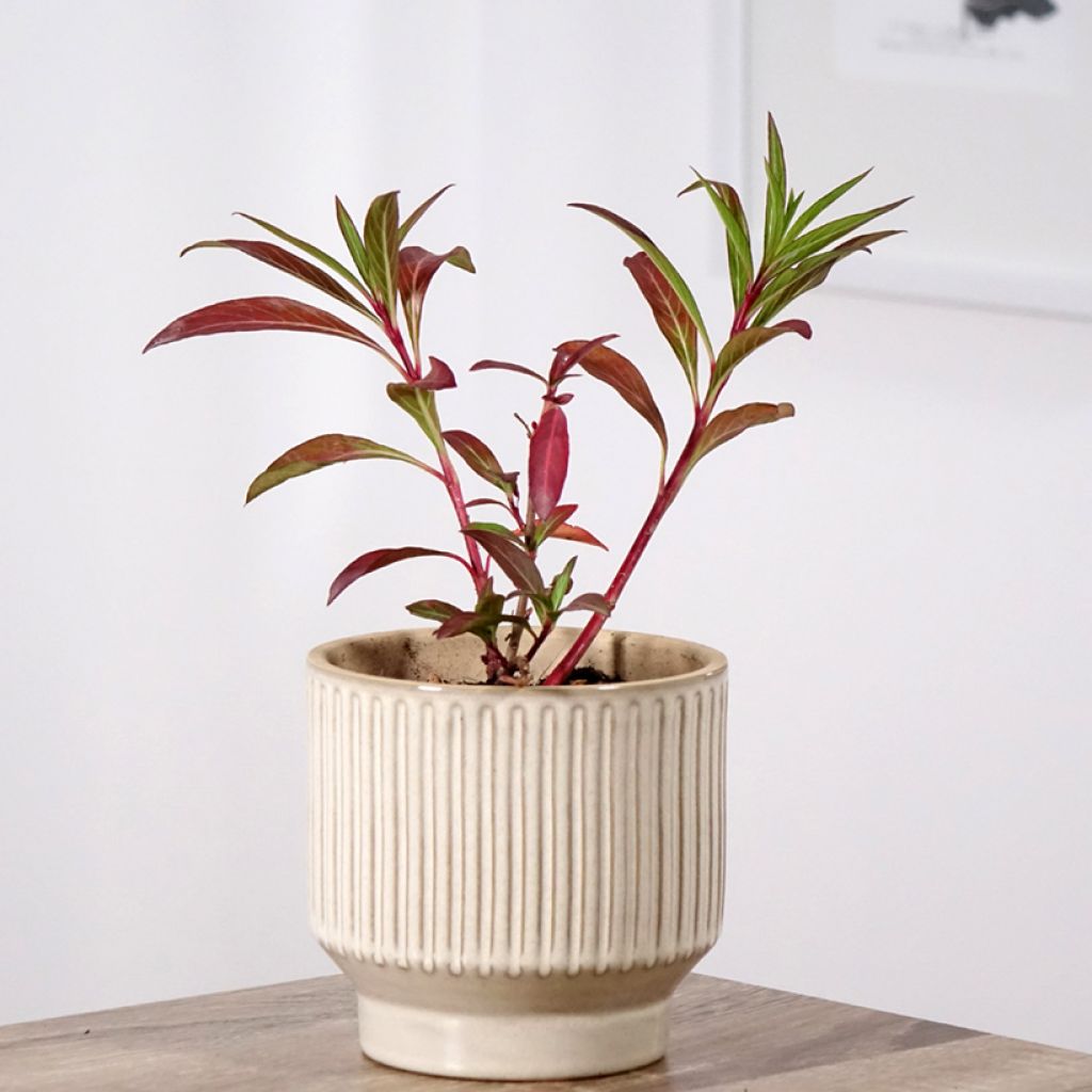 Cuphea micropetala - Cufea