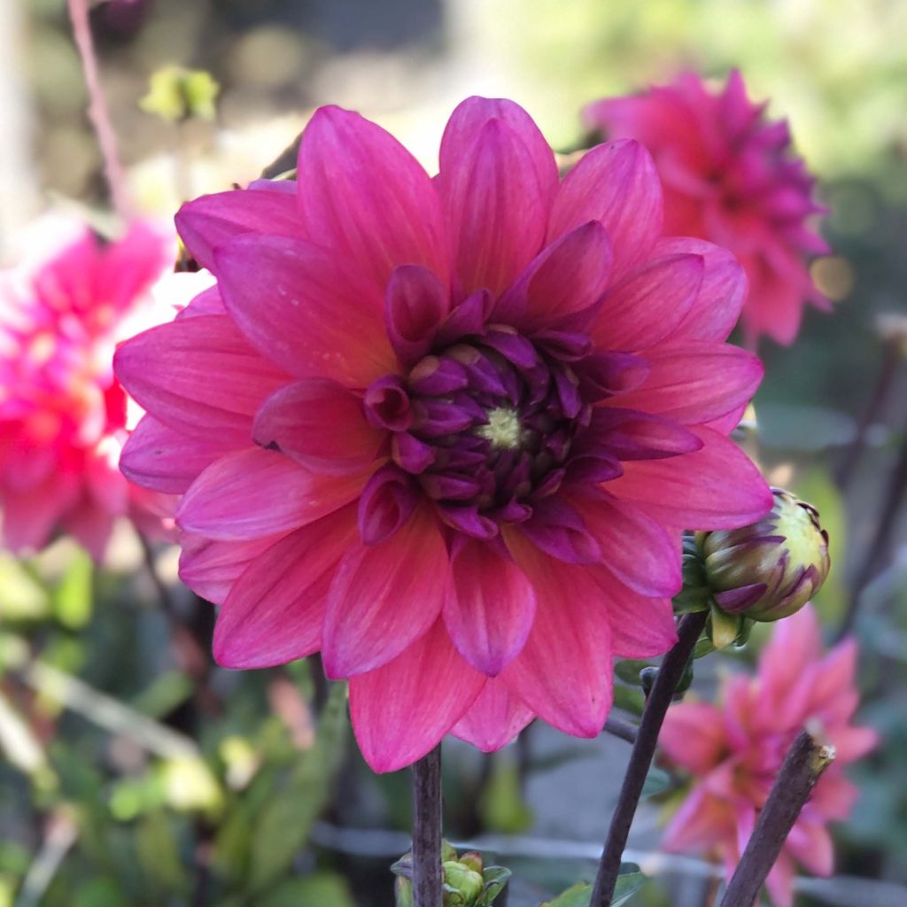 Dalia decorativa Féline Yvonne