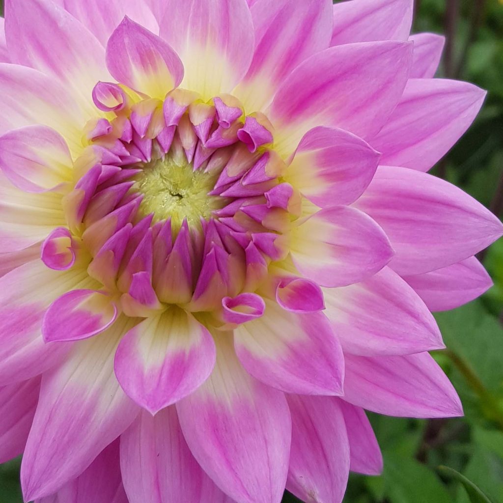 Dalia Miss Delilah