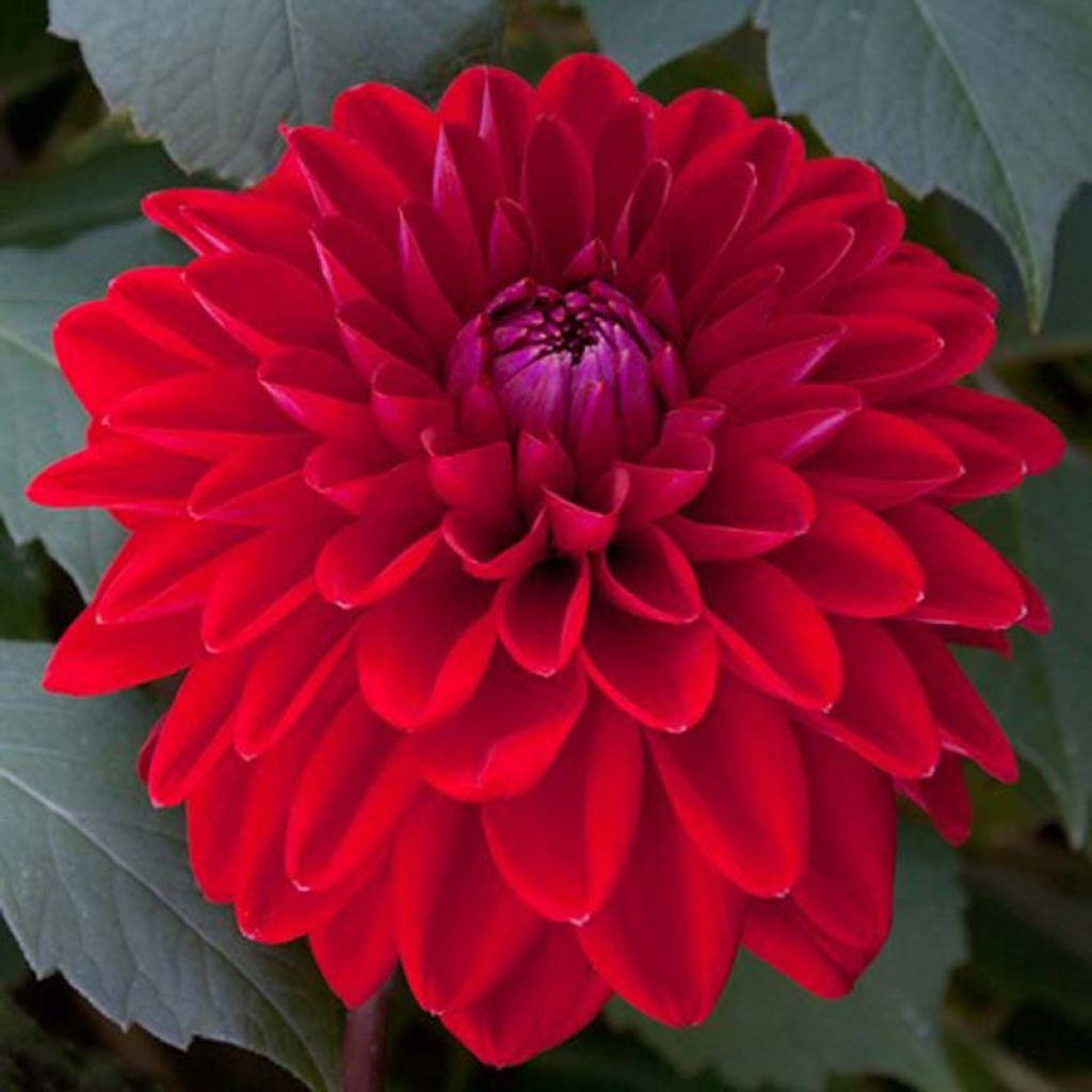 Dalia decorativa Philadelphia