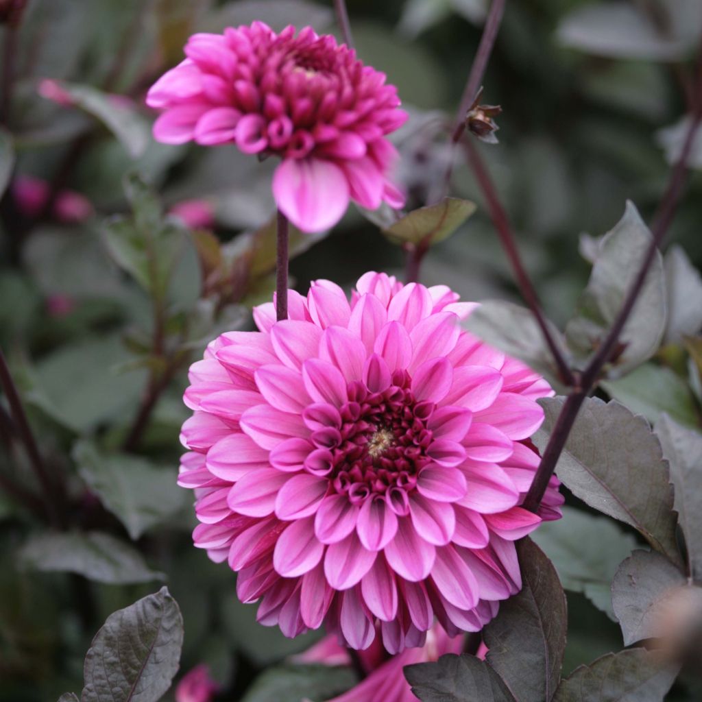 Dalia decorativa Profundo