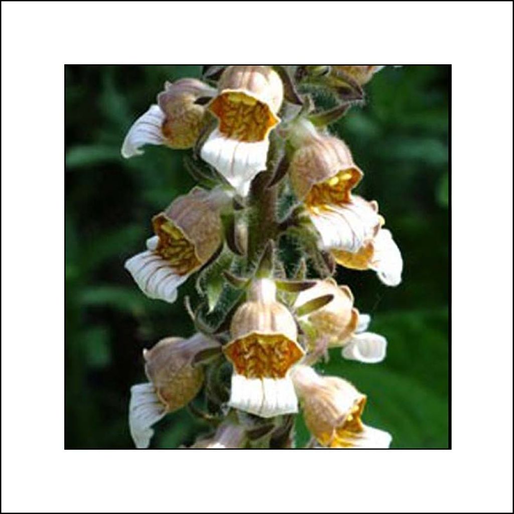 Digitalis lanata Café Crème - Dedalera lana