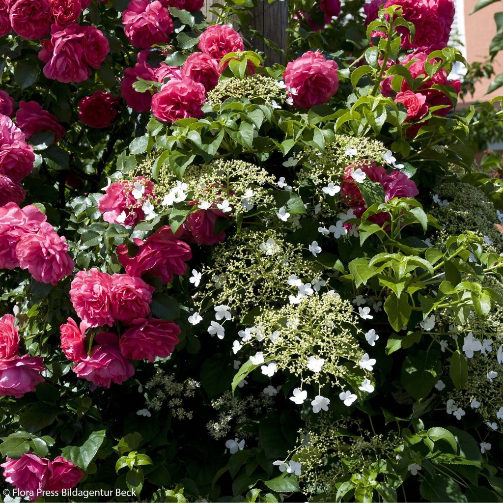 Duo Dentelle - Rosal Laguna + Hortensia petiolaris