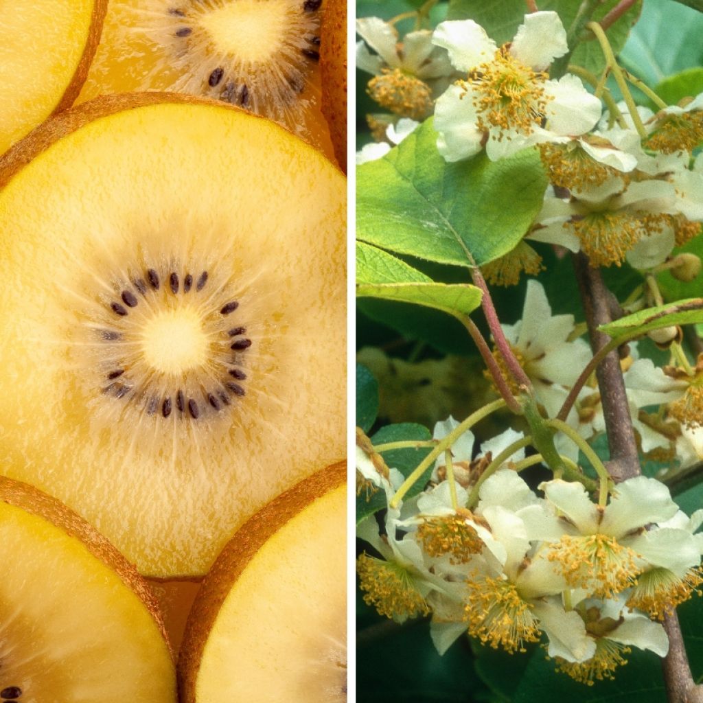 Dúo de Kiwis amarillos kiw'Happy macho y hembra