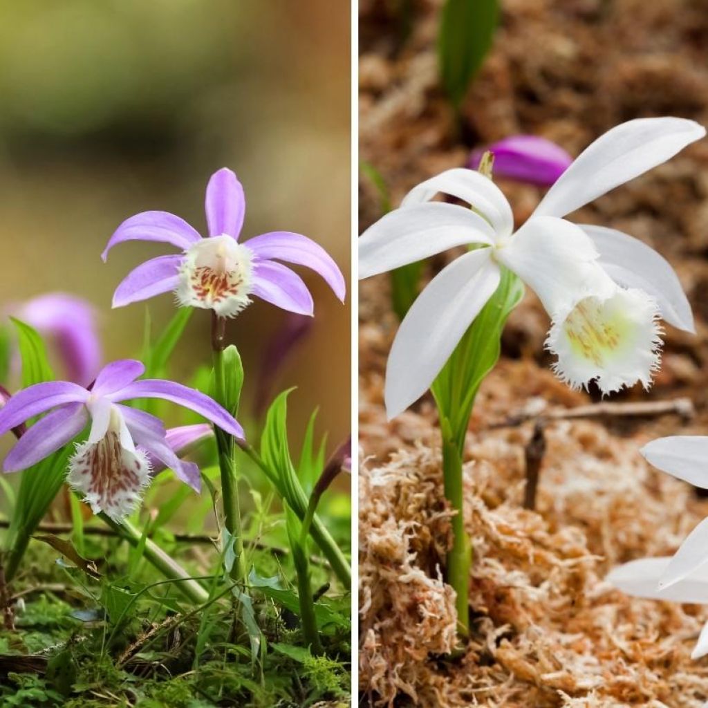 Dúo orquídea de jardín - Pleiones de Formosa