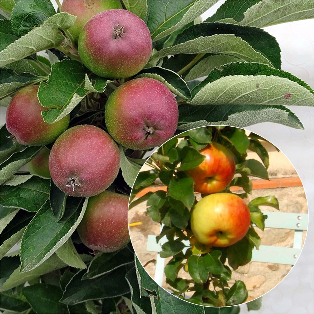 Dúo polinizador de manzanos col para espacios reducidos