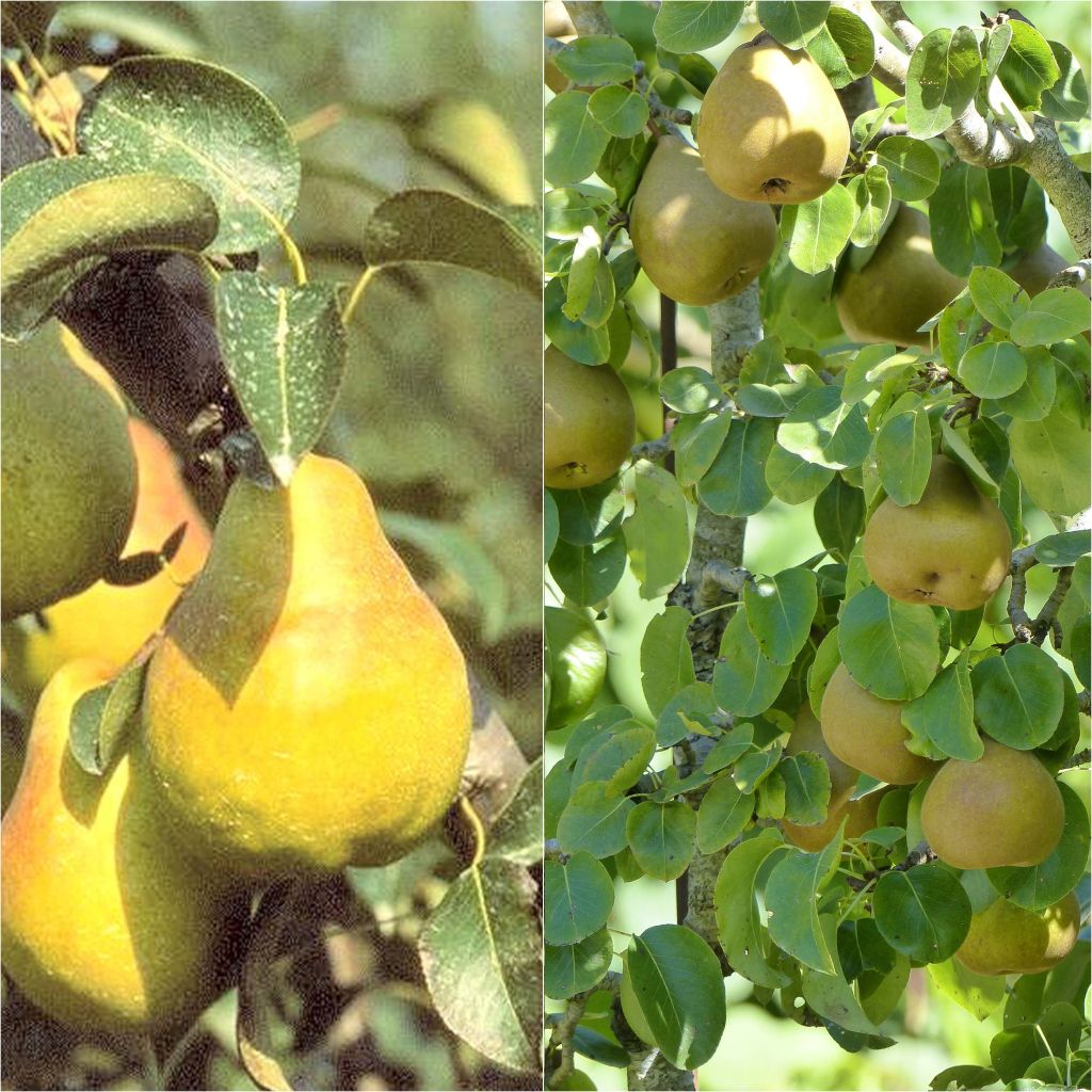 Dúo polinizador de Perales Bio para una cosecha escalonada
