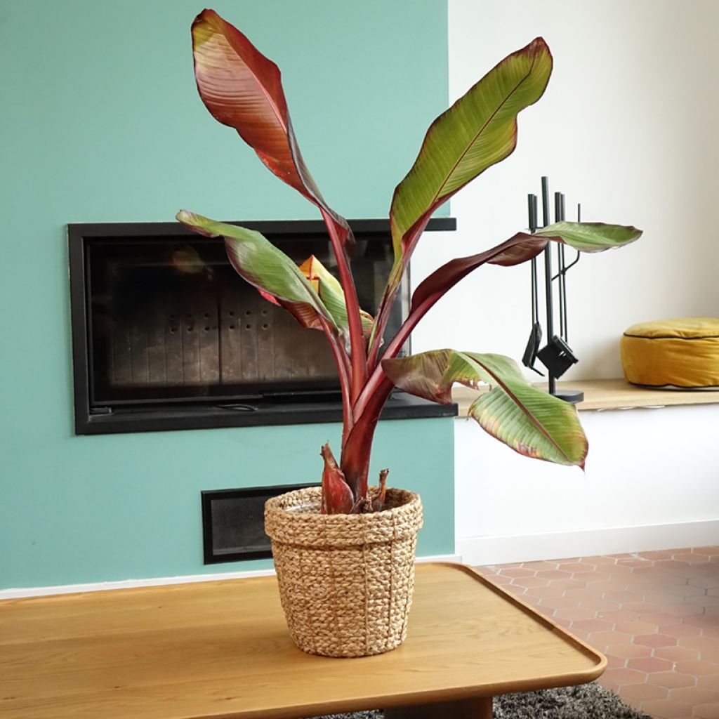Ensete ventricosum Maurelii - Falso plátano