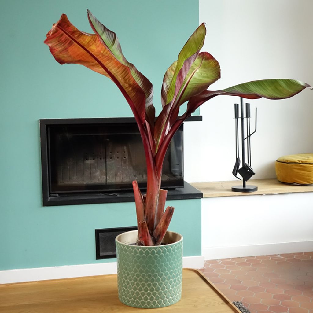 Ensete ventricosum Maurelii - Falso plátano