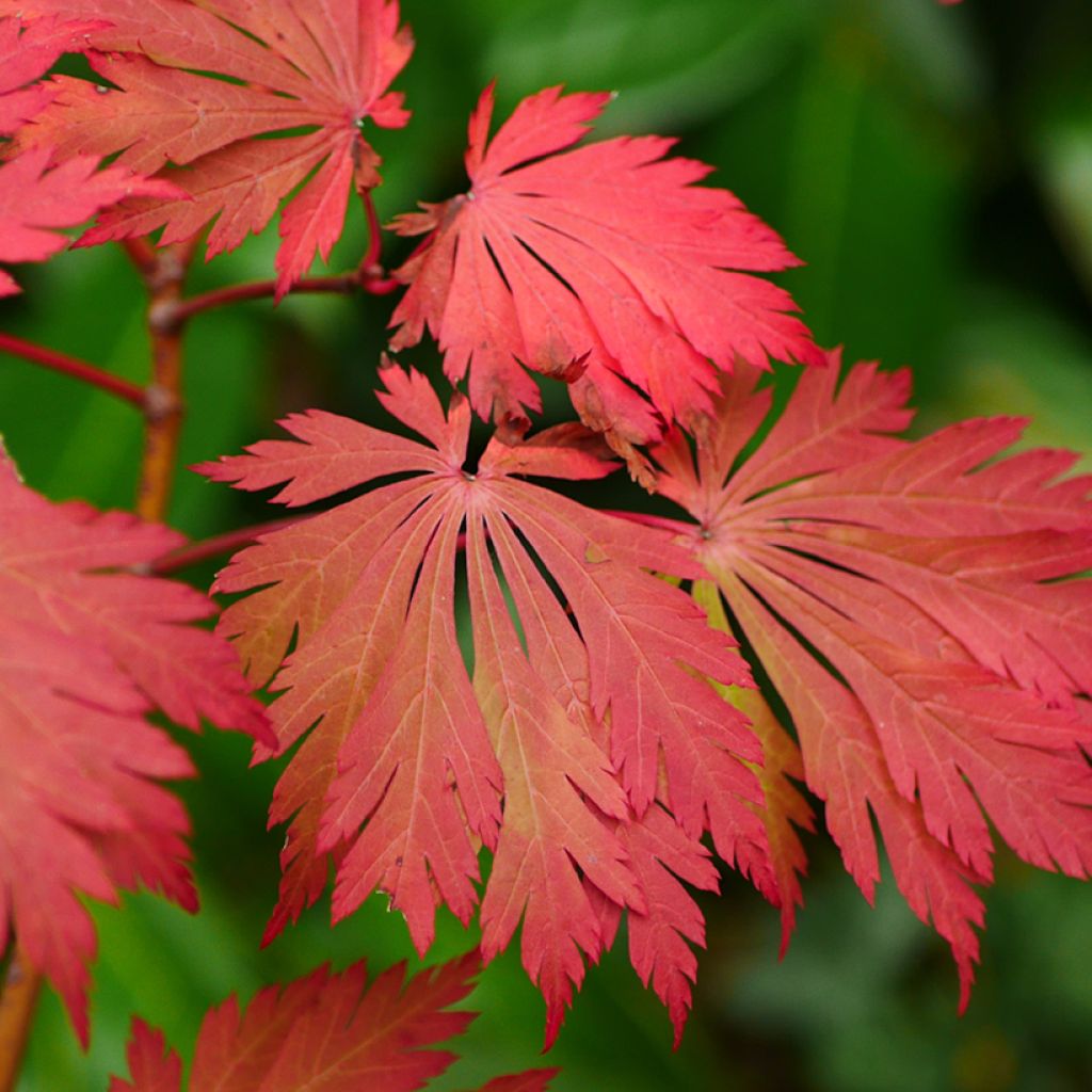 Arce japonés Aconitifolium