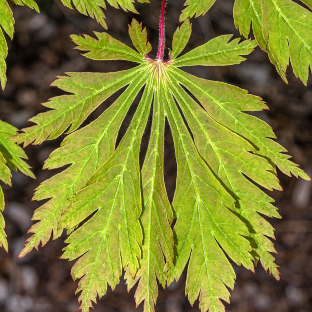 Arce japonés Aconitifolium