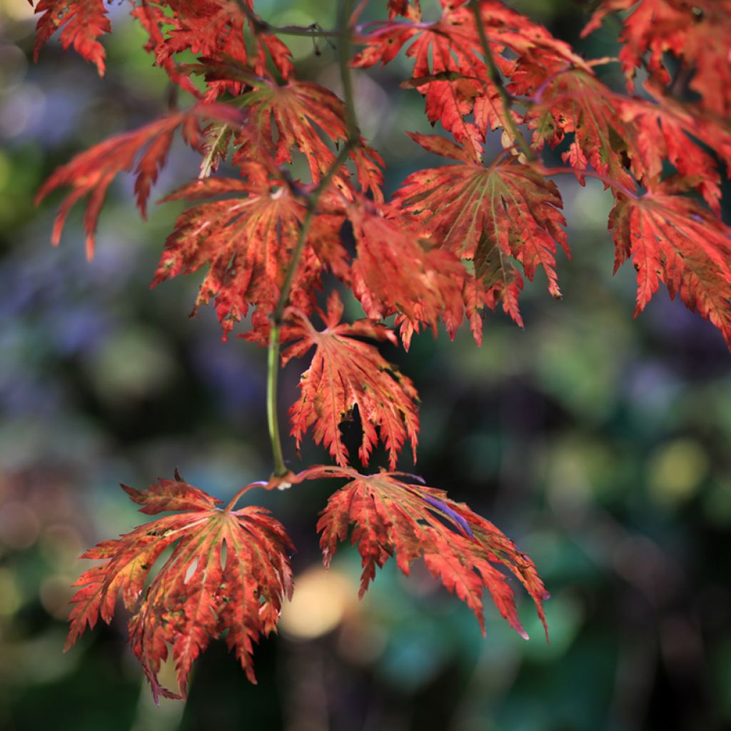 Arce japonés Aconitifolium