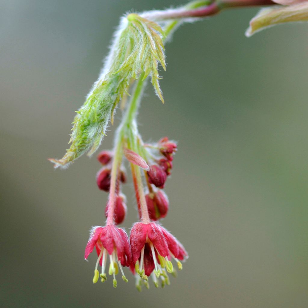 Arce japonés Aconitifolium