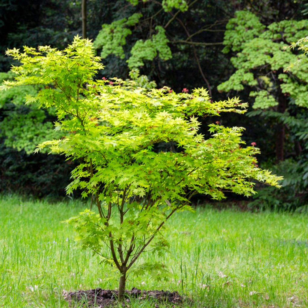 Arce japonés Aconitifolium