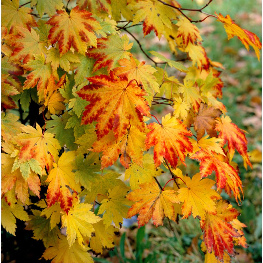 Arce japonés Vitifolium