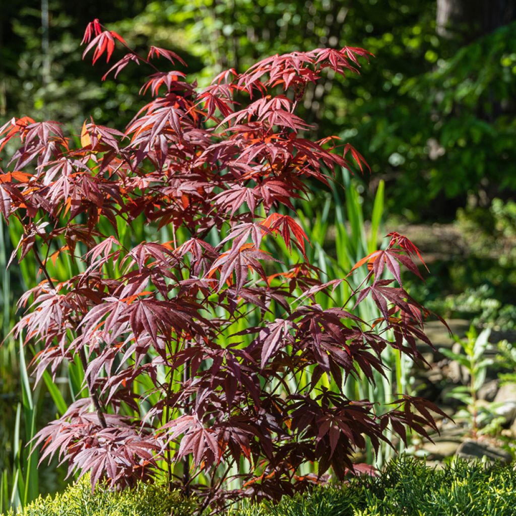 Arce japonés rojo - Acer palmatum Atropurpureum