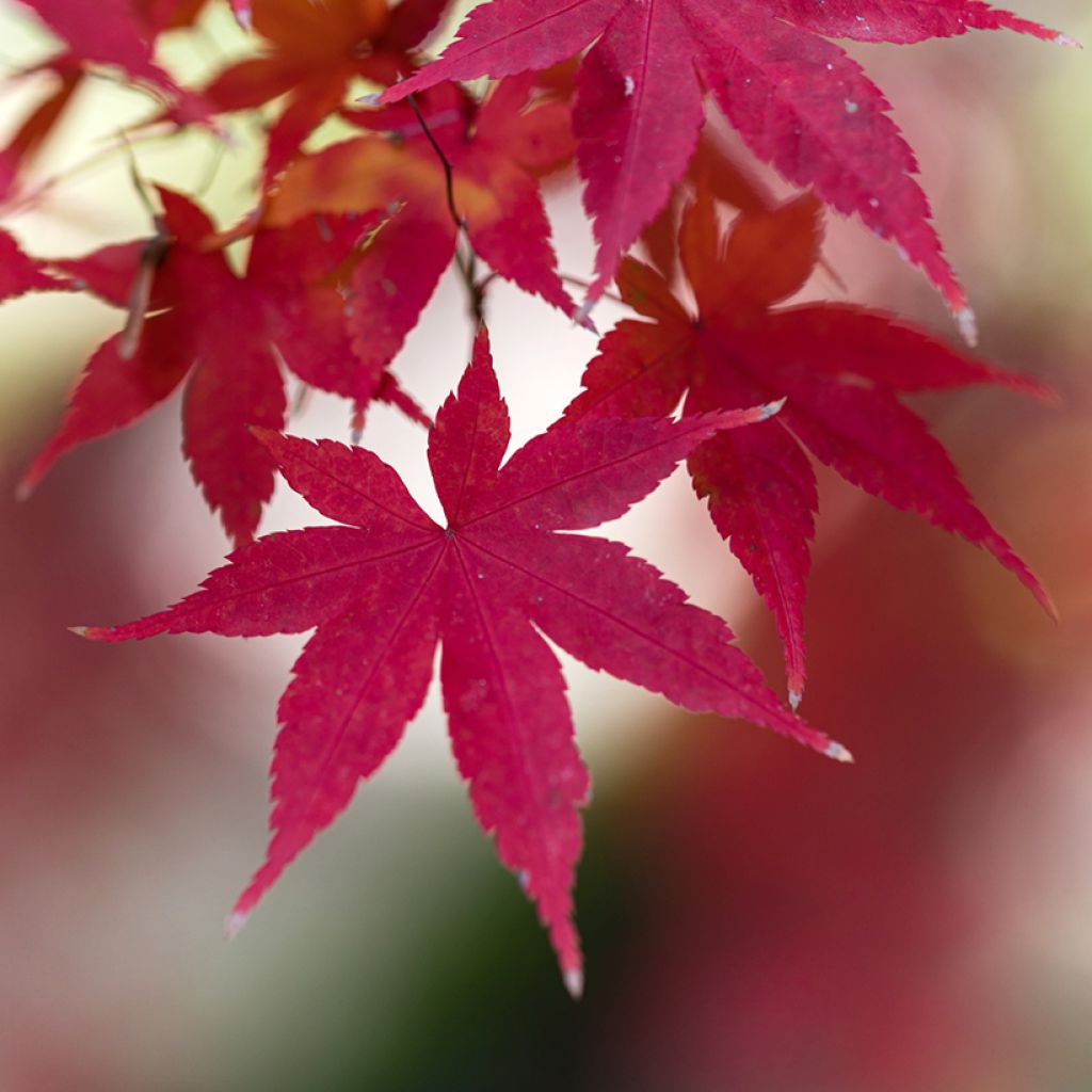 Arce japonés rojo - Acer palmatum Atropurpureum