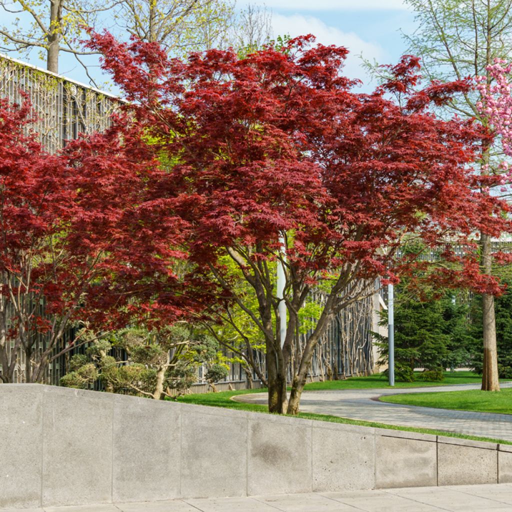 Arce japonés rojo - Acer palmatum Atropurpureum