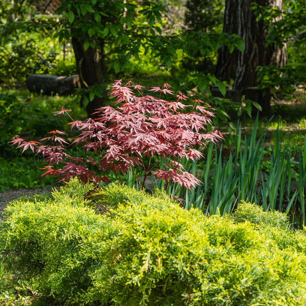 Arce japonés rojo - Acer palmatum Atropurpureum