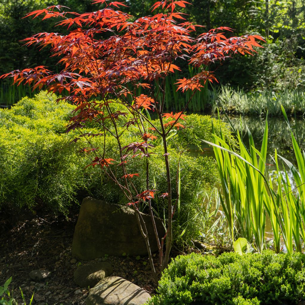 Arce japonés rojo - Acer palmatum Atropurpureum