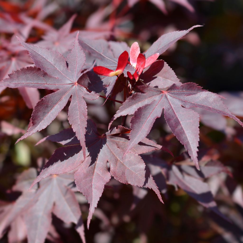 Arce japonés Bloodgood- Acer palmatum