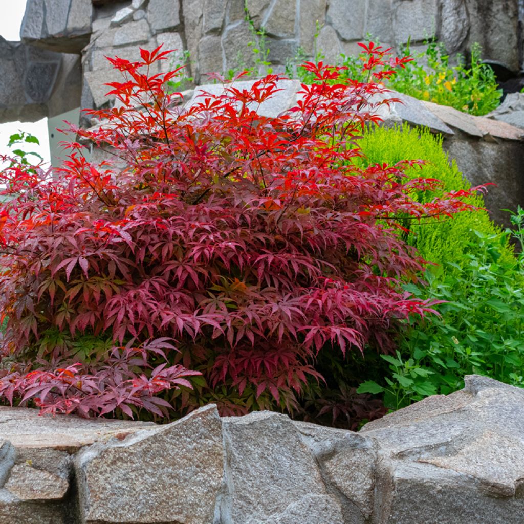 Arce japonés Bloodgood- Acer palmatum