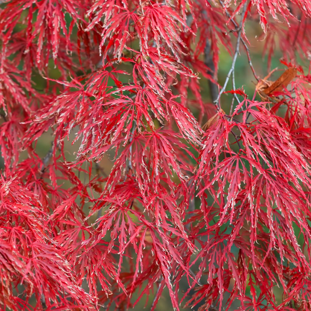 Arce japonés Crimson Queen