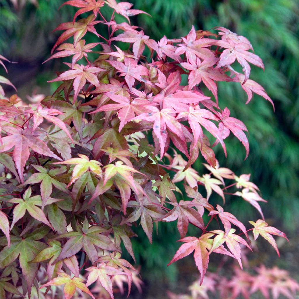 Acer palmatum Deshojo - Arce japonés
