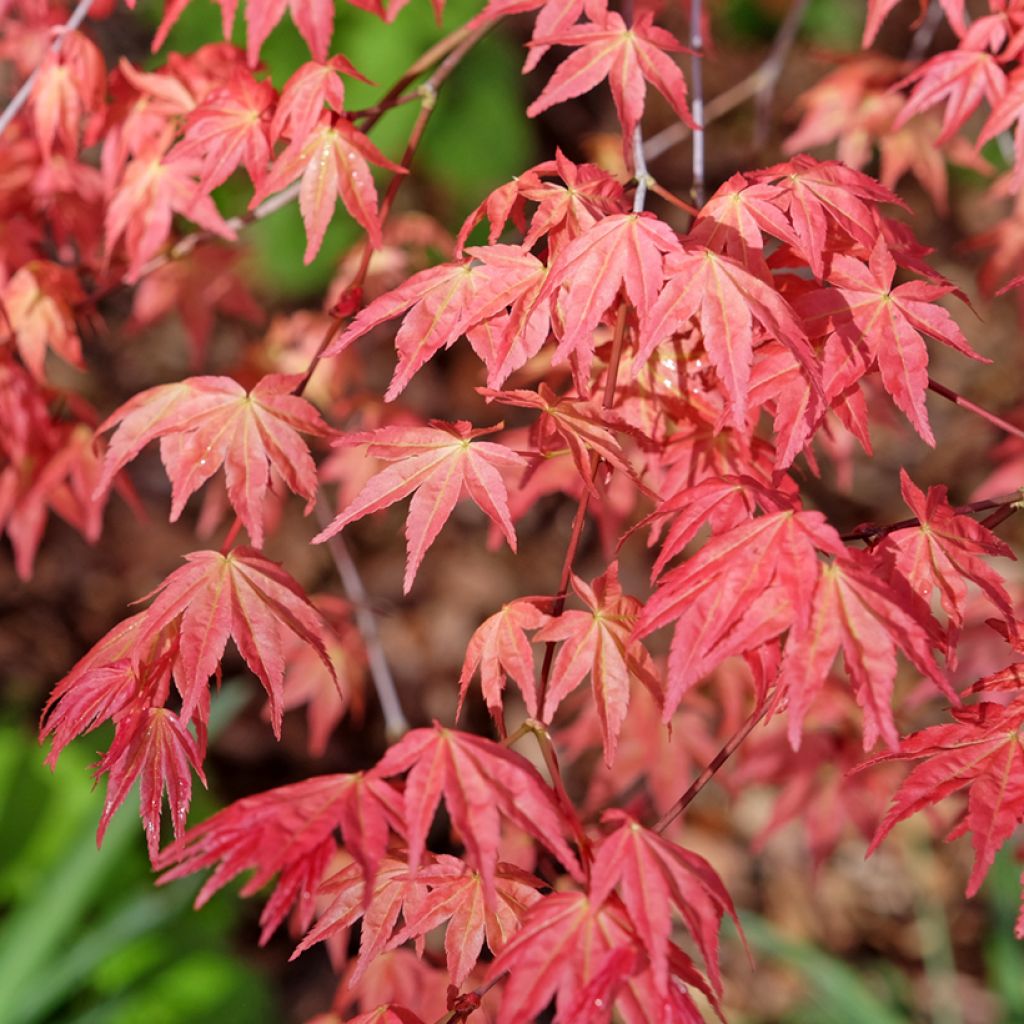 Acer palmatum Deshojo - Arce japonés