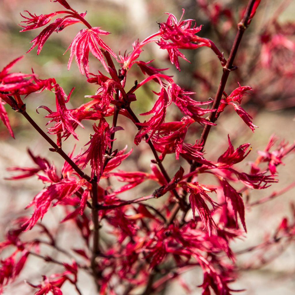 Acer palmatum Deshojo - Arce japonés