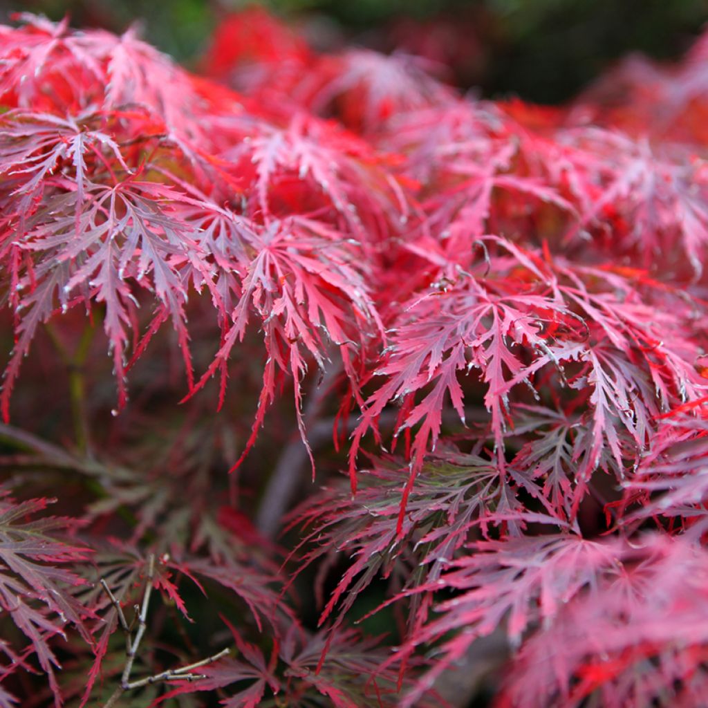 Arce japonés Dissectum Garnet - Acer palmatum