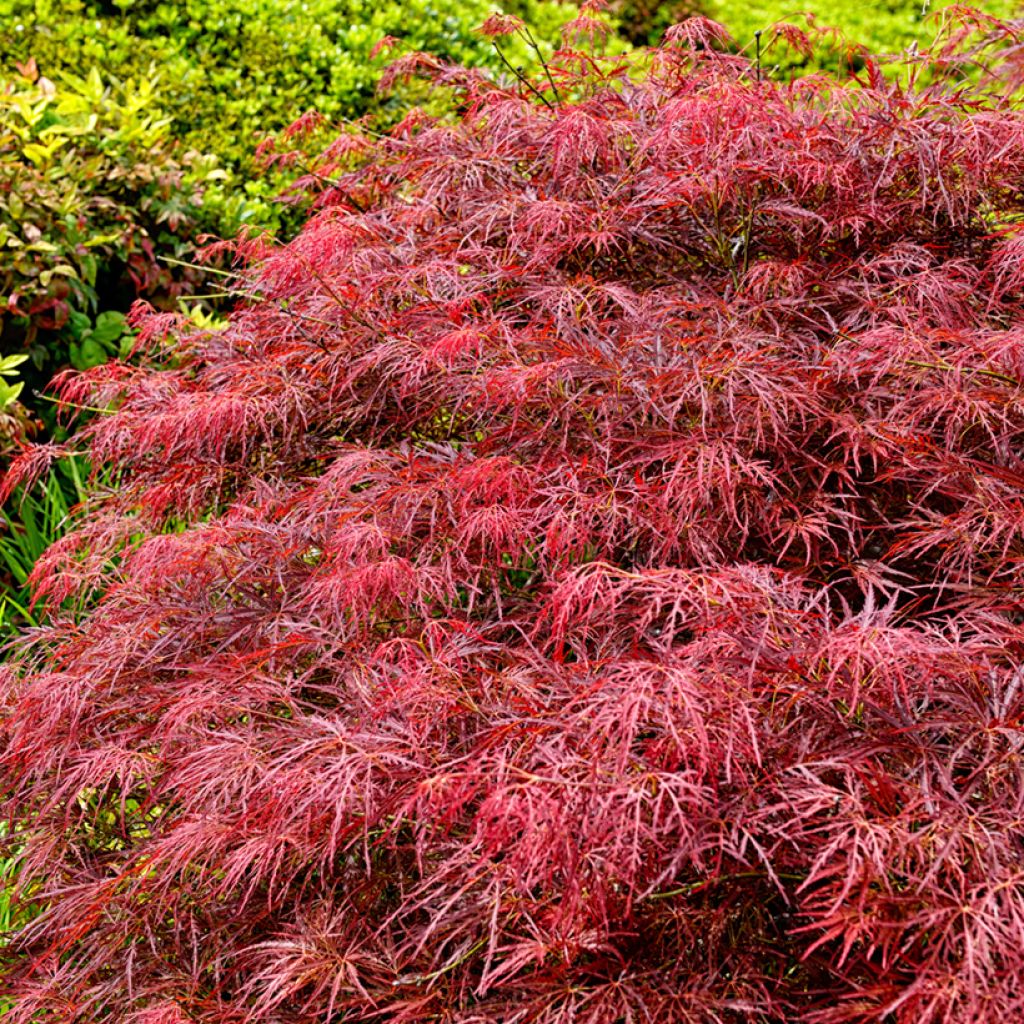 Arce japonés Dissectum Garnet - Acer palmatum