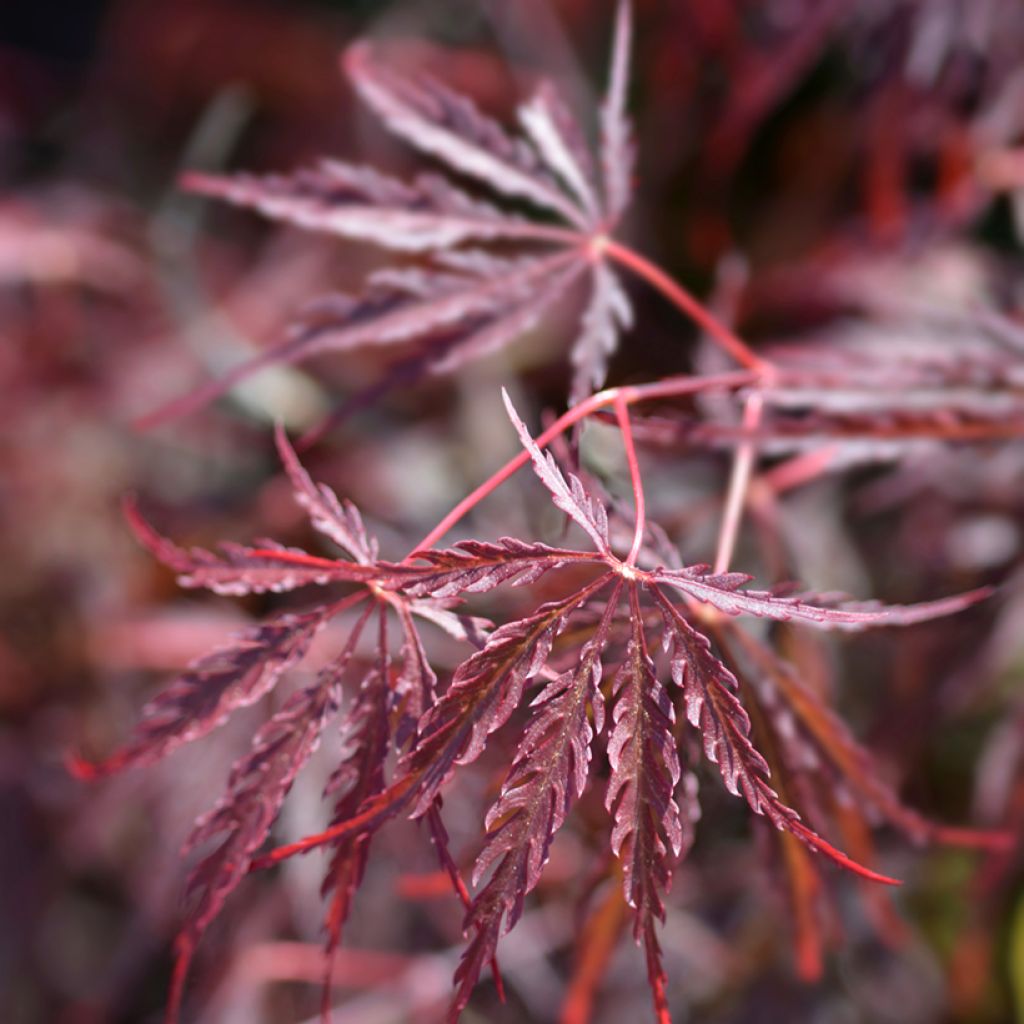 Arce japonés Dissectum Garnet - Acer palmatum
